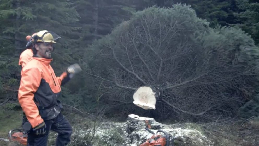 Tréð fallið og borgarstjóri ánægður með verkið.