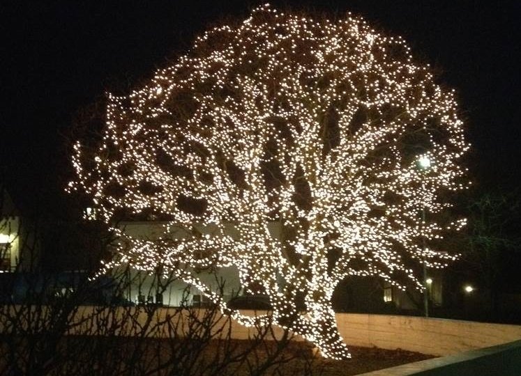 Garðahlynur við Laufásveg borgartréð 2014 í Reykjavík