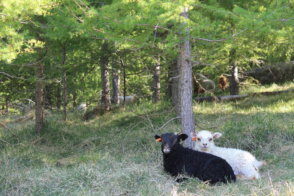 Skógurinn nýtist lambfénu vel til skjóls á vorin. Ljósmynd: Þórveig Jóhannsdóttir