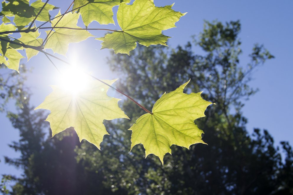 Broddhlynur í Hallormsstaðaskógi. 
(Mynd: Esther Ösp Gunnarsdóttir)