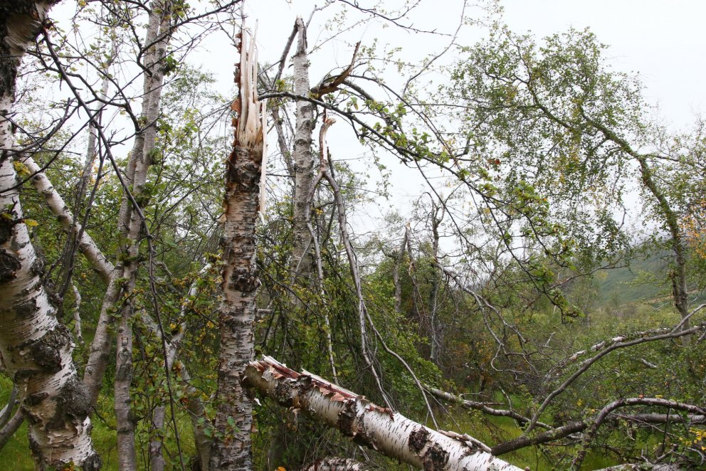 Myndarlegt birkið er víða illa brotið í Mela- og Skuggabjargaskógi. Ljósmynd: Pétur Halldórsson