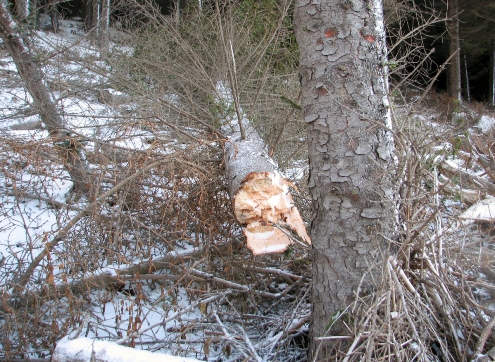 Brotið greni á Stálpastöðum