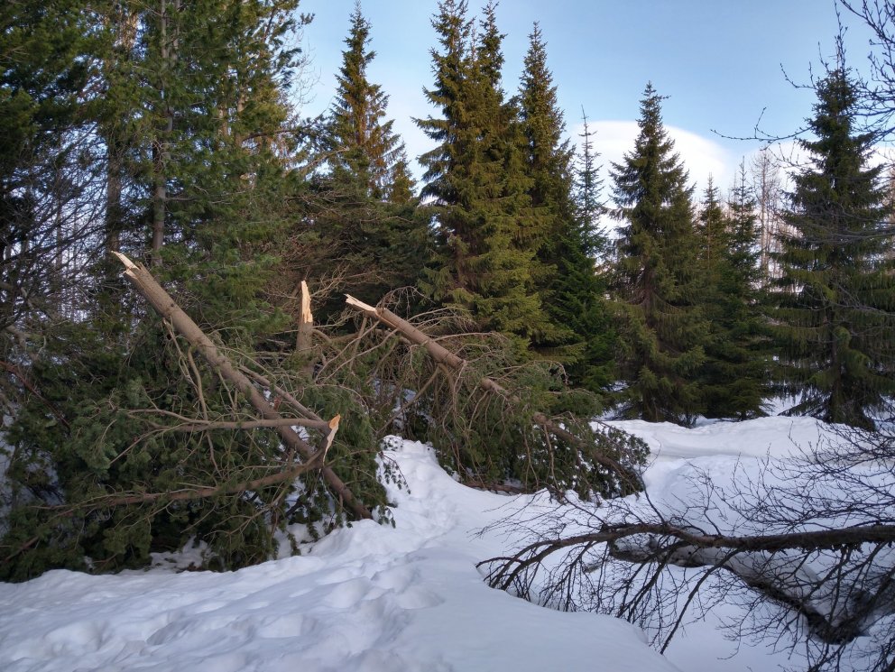 Brotnar stafafurur eftir vetrarveður. Ljósmynd: Pétur Halldórsson