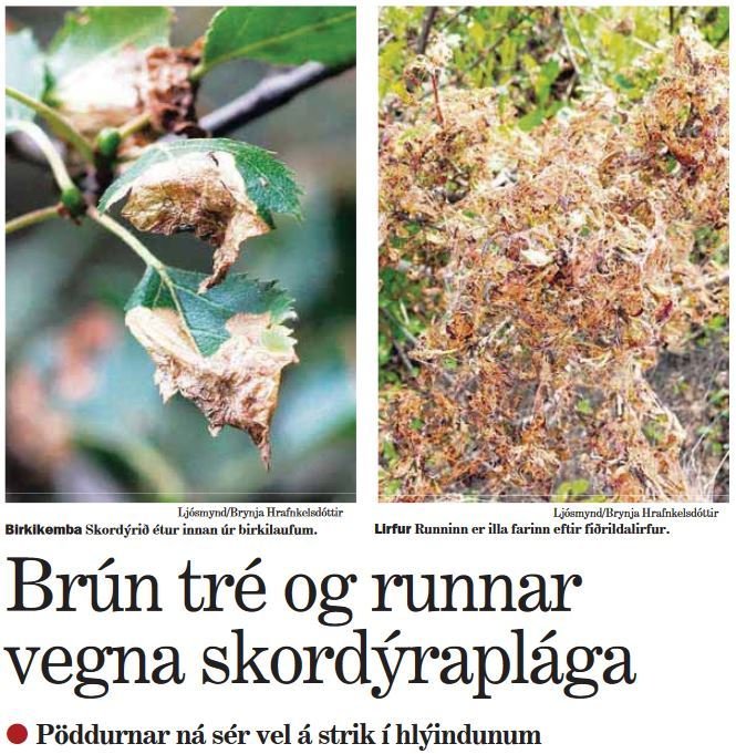 Sumarið gott fyrir skordýrin
