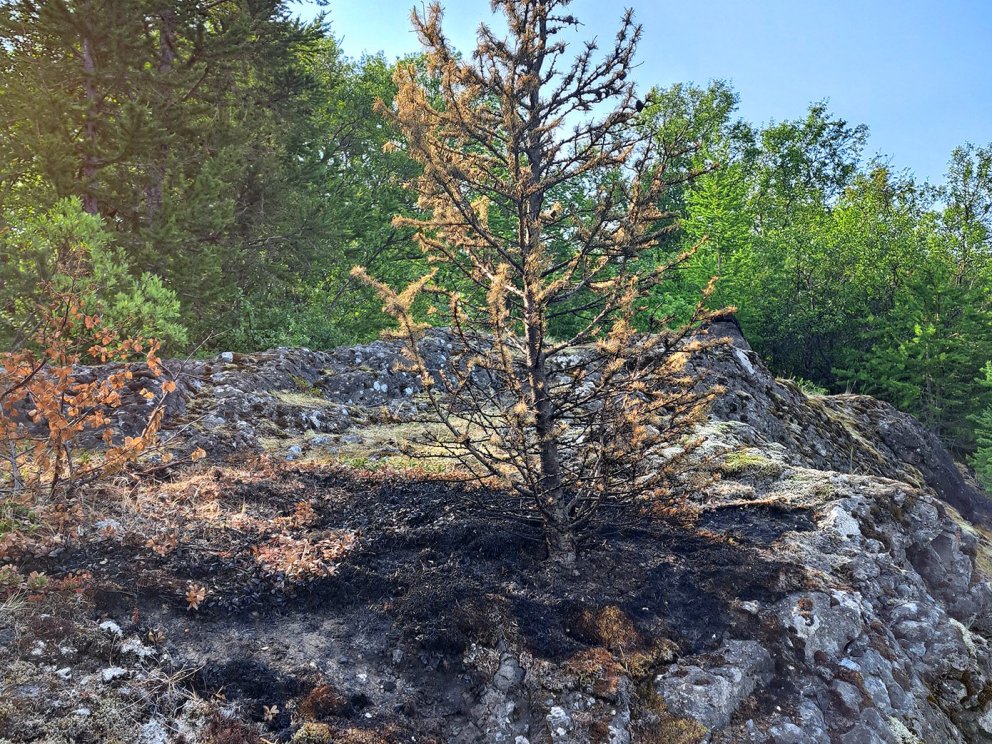 Kveikt var í þessu tré á klöpp við Lagarfljót í síðustu viku. Sem betur fer náði eldurinn ekki að br…