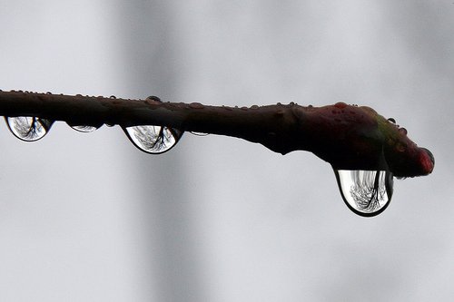 Skógar hafa ekki neikvæð áhrif á vatnsgæði