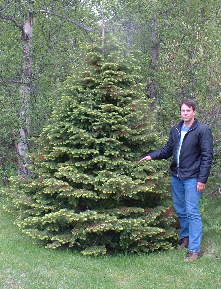 Brynjar Skúlason við fallega vaxinn fjallaþin.