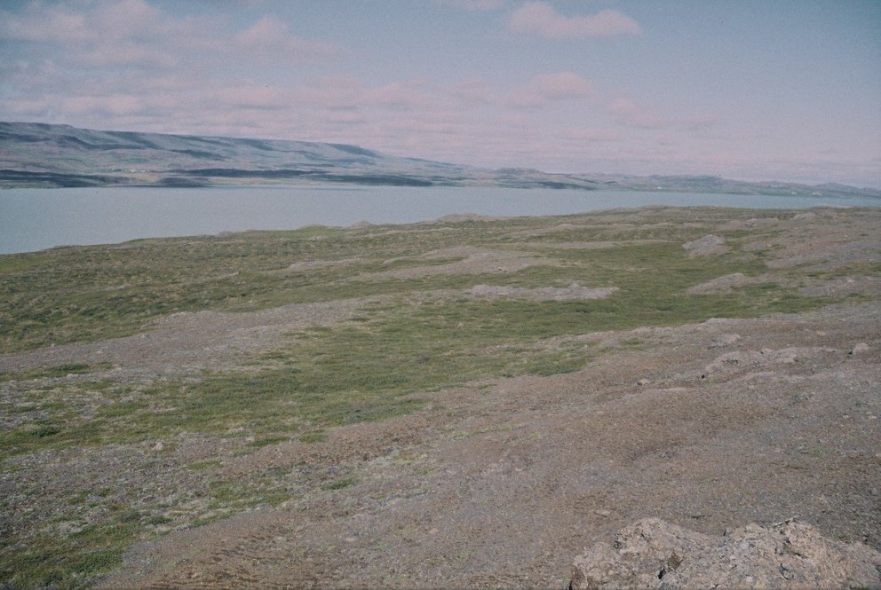 Lerkiskógur - vöxtur og þroski