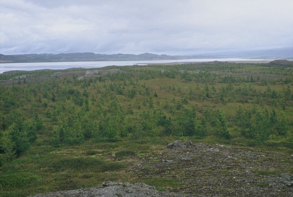 Ljósmynd: Héraðsskógar