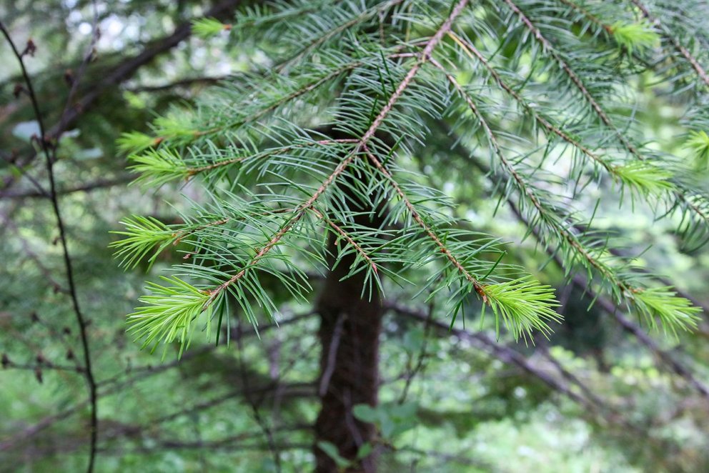 Barr og nývöxtur á degli á Mógilsá. Ljósmynd: Pétur Halldórsson