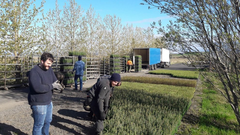 Úr einni af dreifingarstöðvum Skógræktarinnar. Ljósmynd: Sæmundur Kr. Þorvaldsson