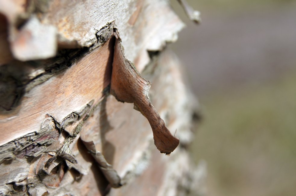 Stuttmynd: Skógurinn og við
