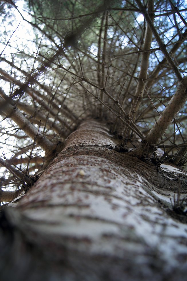 Tré ársins útnefnt á morgun