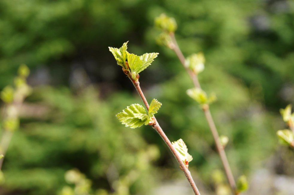 Rit Mógilsár: Kolefnisbinding og arðsemi nýskógræktar
