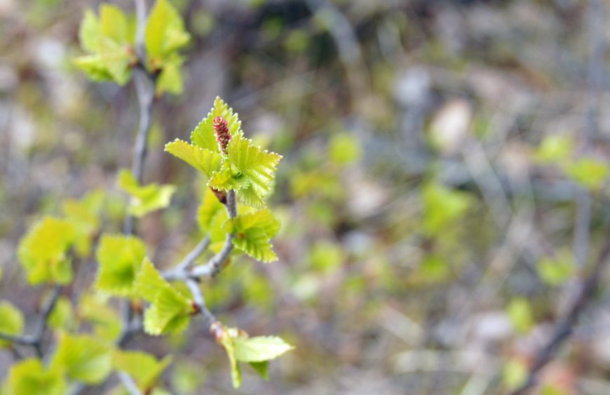 Landsýn: Vísindaþing landbúnaðarins