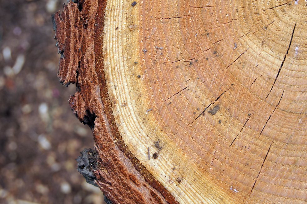 Umhverfisáhrif viðarkyndingar