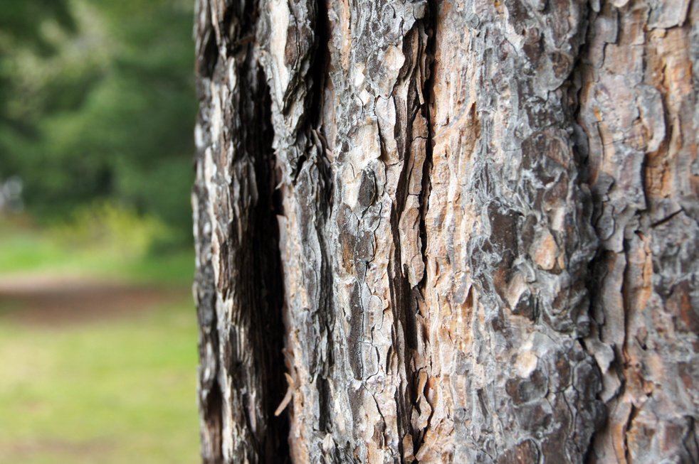 Borgartréð útnefnt á morgun