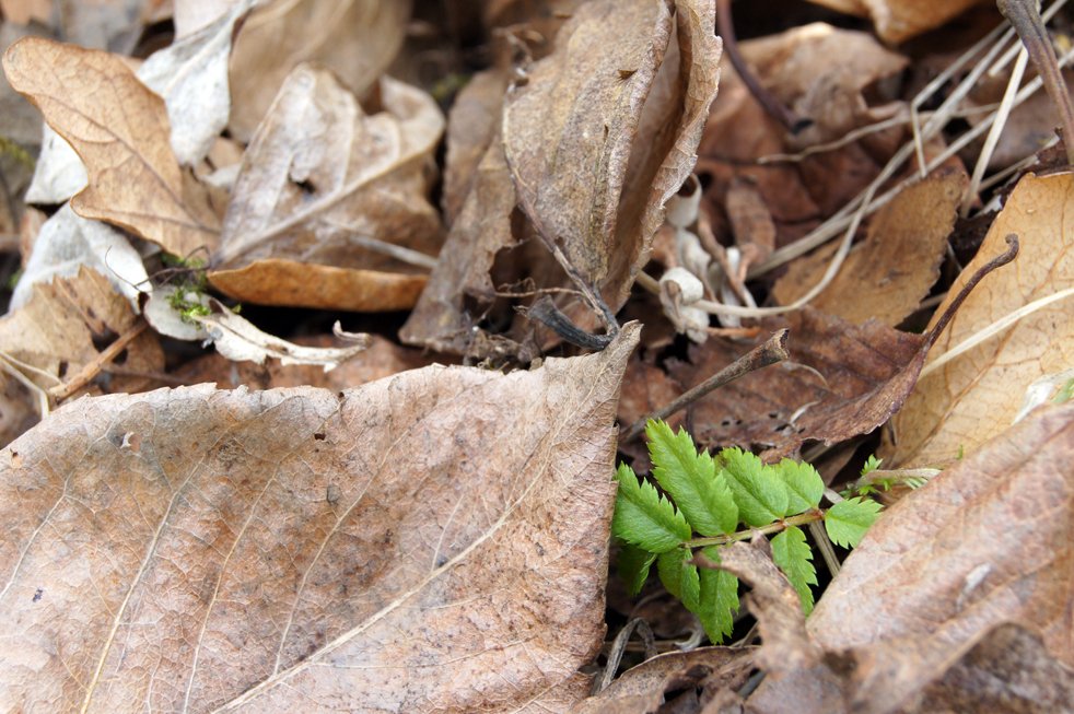 Myndband: Evrópskir skógar