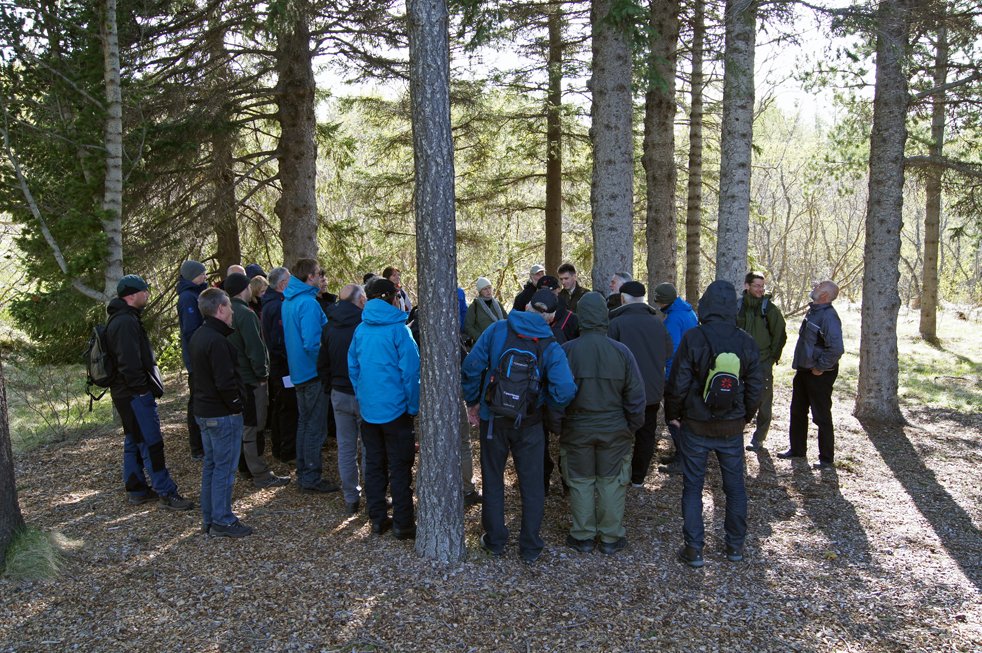 Skógar lægja vinda