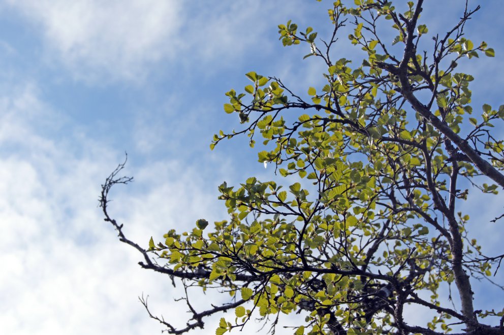 Skógfræðingar álykta