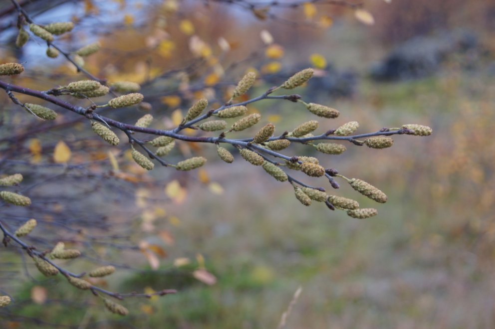 Tínum birkifræ fyrir Hekluskóga