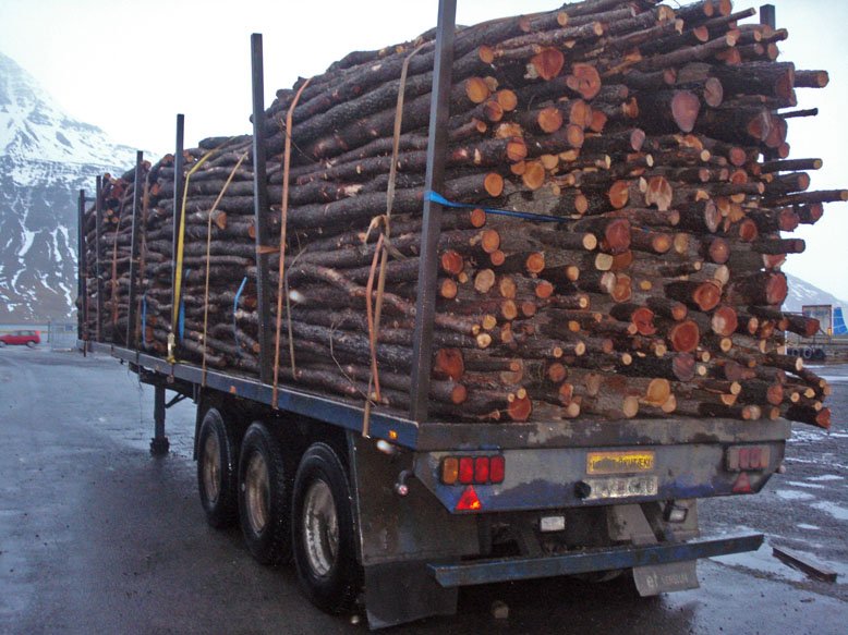 Grisjunarviður fluttur þvert yfir landið