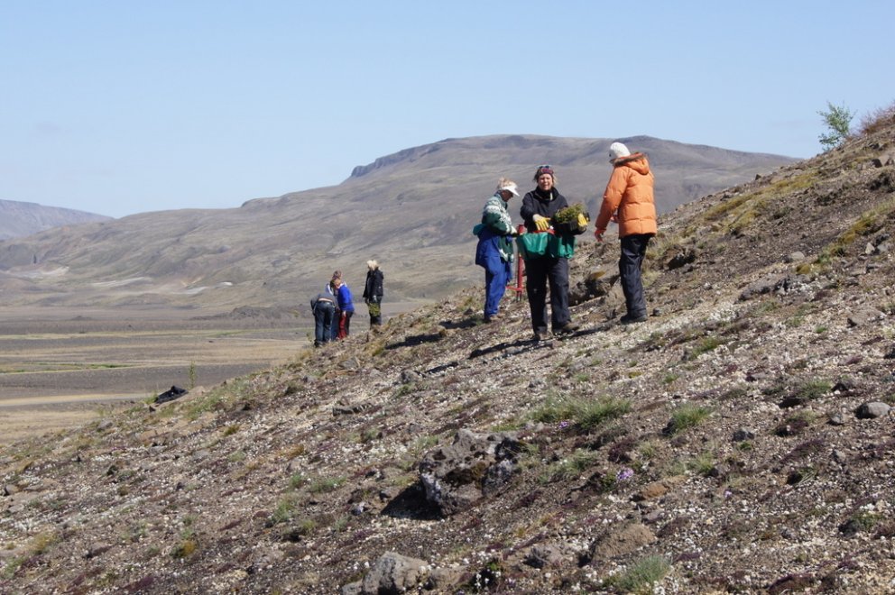 Sjálfboðaliðar gróðursetja birki í Þjórsárdal. Ísland gæti látið til sín taka á
alþjóðavettvangi og…