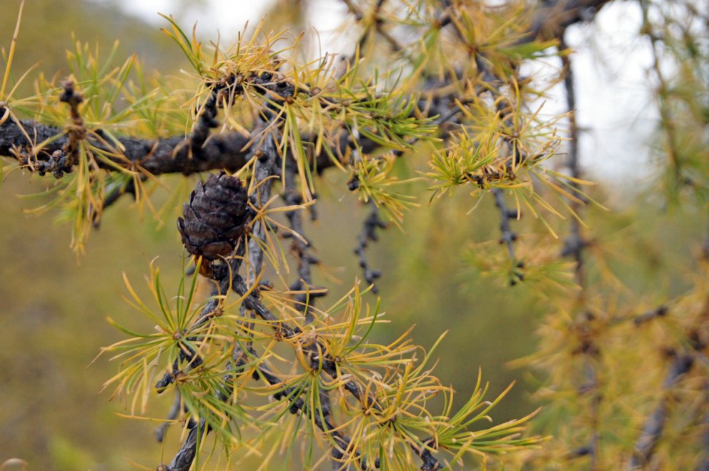 Aðalfundur Skógræktarfélags Íslands