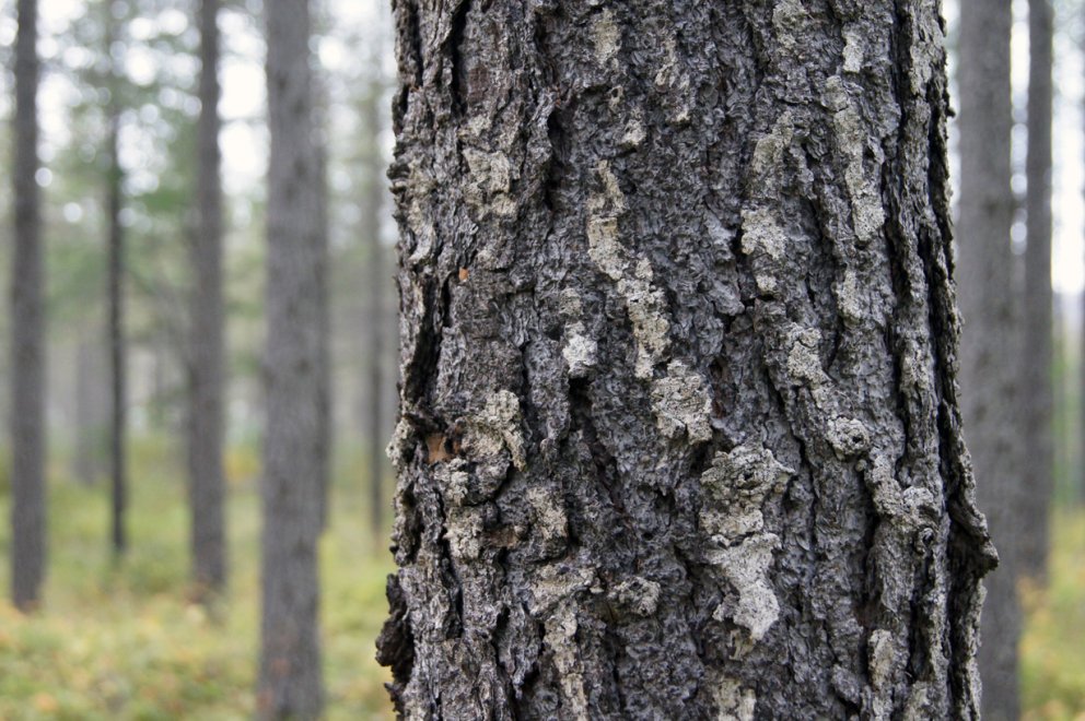 Ráðstefna: Innflutningur og notkun erlendra trjátegunda til skógræktar
