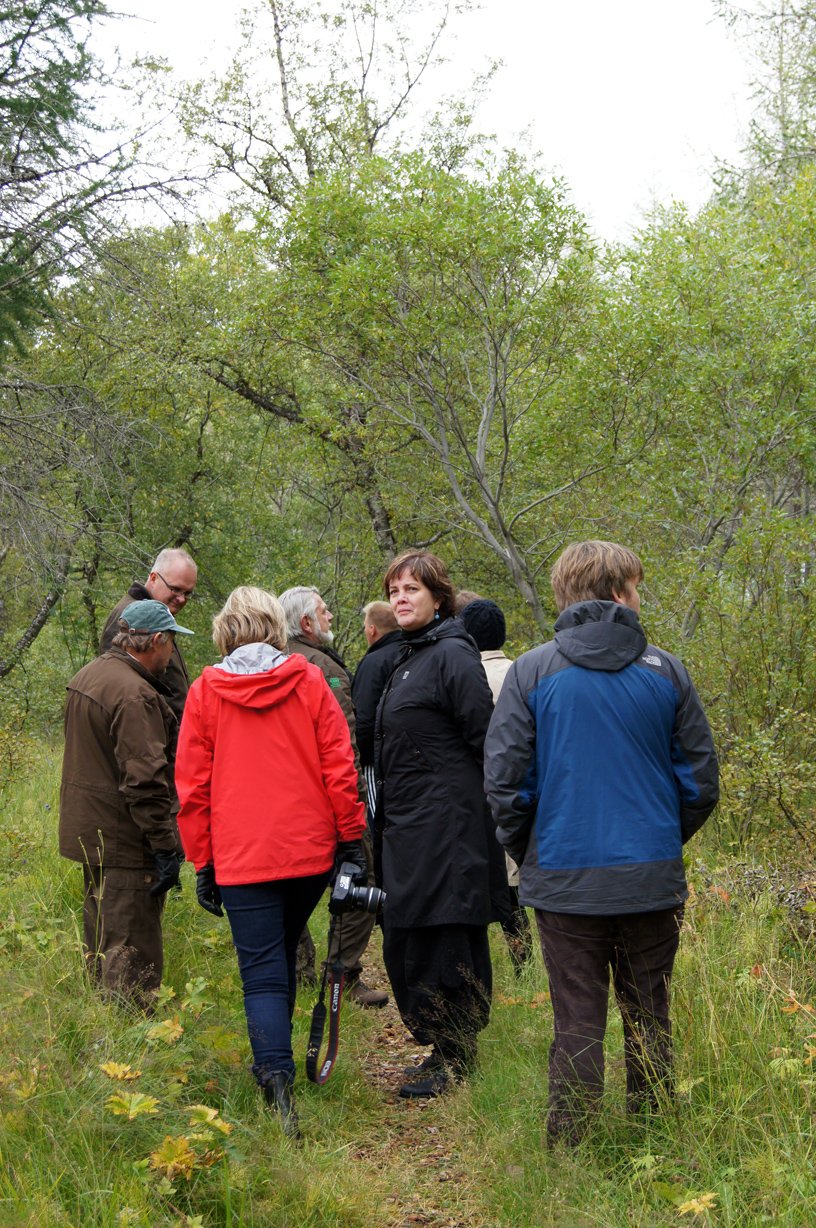 Barist við lúpínu í Þórsmörk - best að efla birkiskóginn