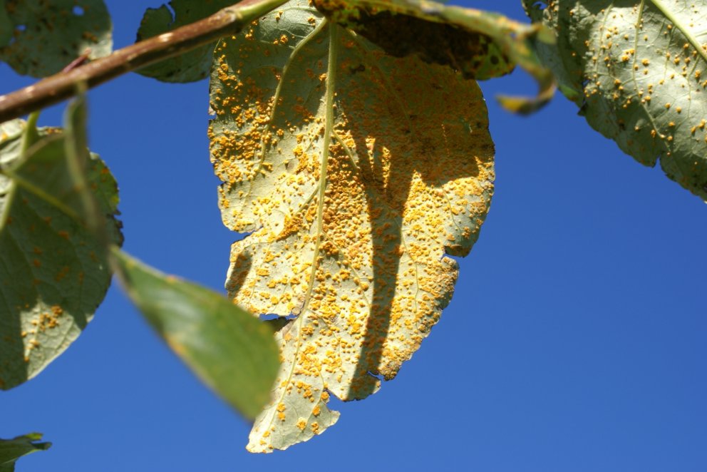 Hér sést ryðsveppurinn vel á blöðum alaskaaspar.