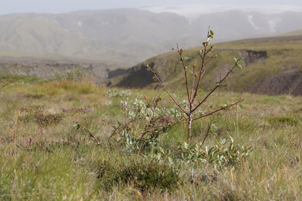 Nagað birki á Almenningum ofan Þórsmerkur þegar beit var hafin þar á ný eftir áralanga friðun. Mynd:…