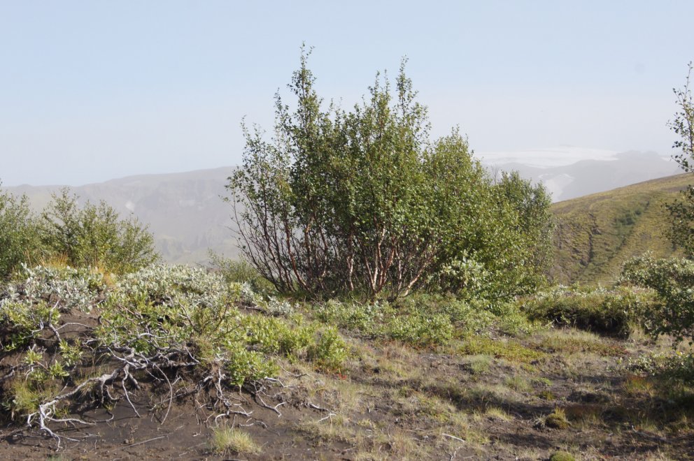 Yfirítölunefnd leyfir aukna beit á Almenningum