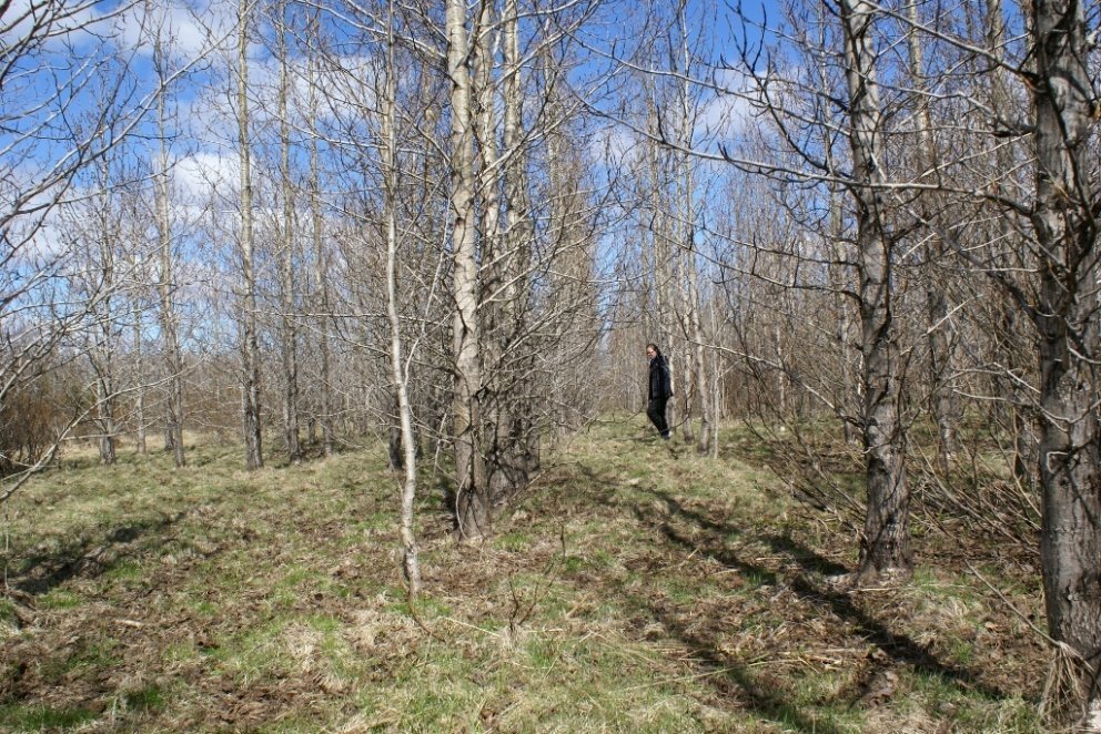 Land er ekki ræst fram til skógræktar á Íslandi en víða er til framræst land sem ekki hentar að endu…