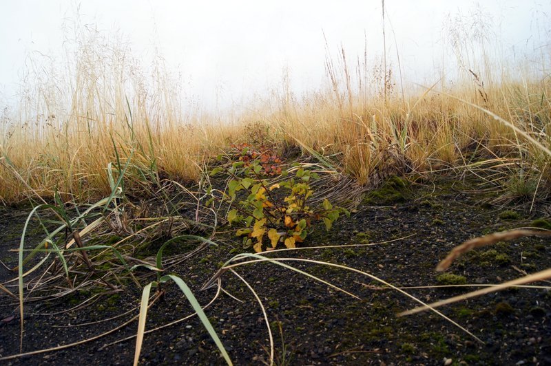 Birki er landnemaplanta. Hér rótar hún sig í svörtum vikursandinum í grennd við Heklu.