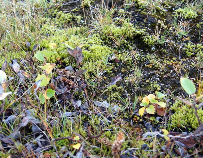 Birkiplöntur að skjóta upp kollinum í grennd við Heklu.