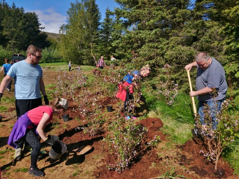 Gróðursett voru 70 rósakirsitré og ýmsar fleiri blómstrandi tegundir trjáa, runna og fjölæringa í ti…