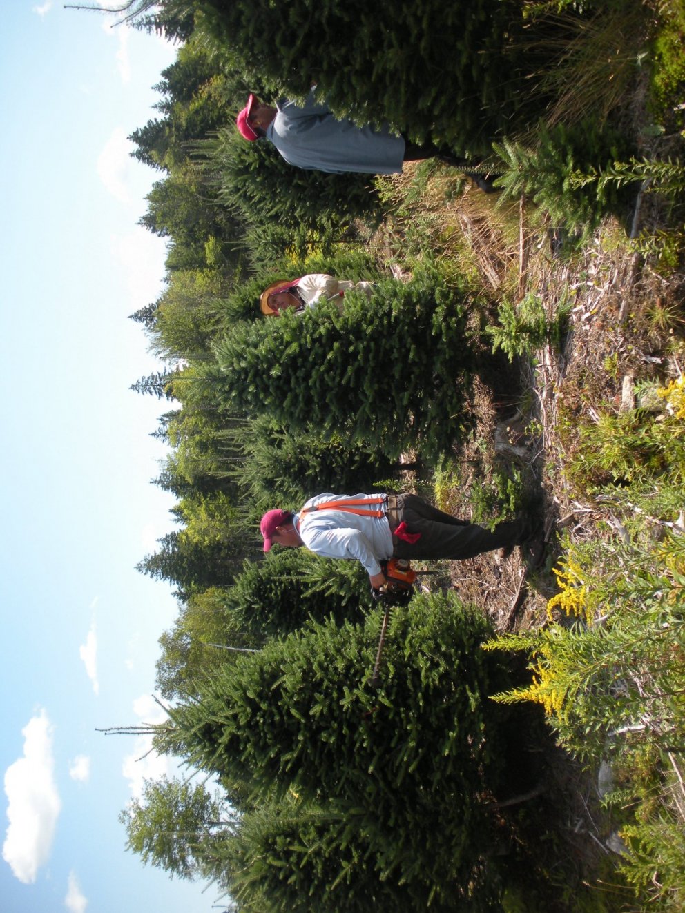 Þemadagur um ræktun jólatrjáa 2014