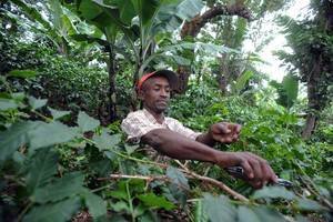 Samkvæmt Durban-yfirlýsingunni um skóga hafa sjálfbærir skógar mikilvægu hlutverki að gegna við að b…