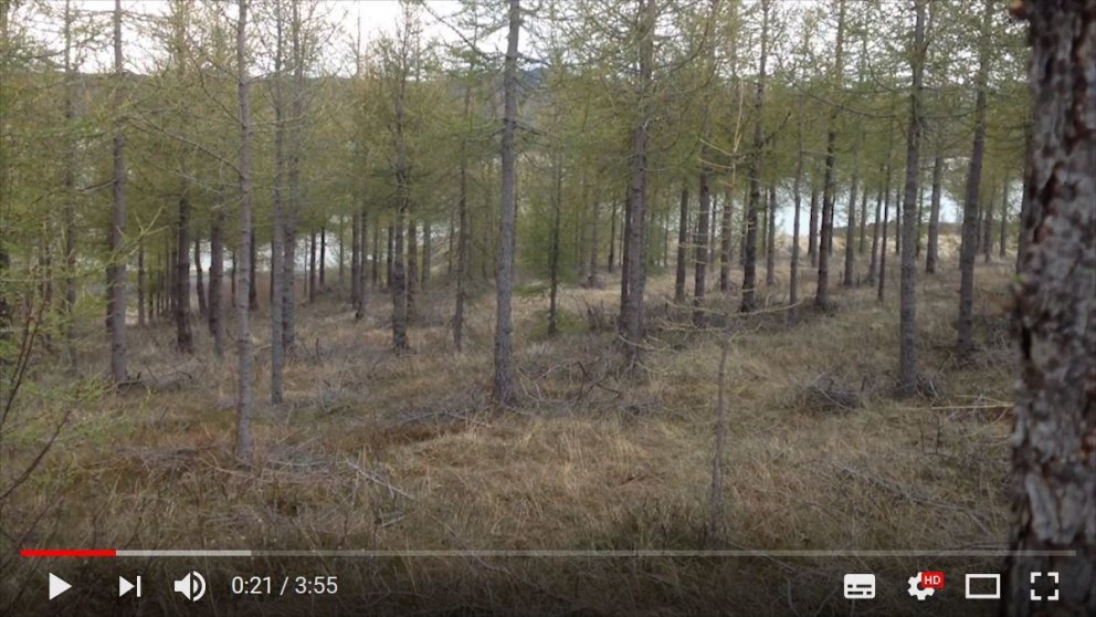 Lauslegar athuganir benda til þess að með því að grisja fyrr en venjan er aukist þvermálsvöxtur lerk…