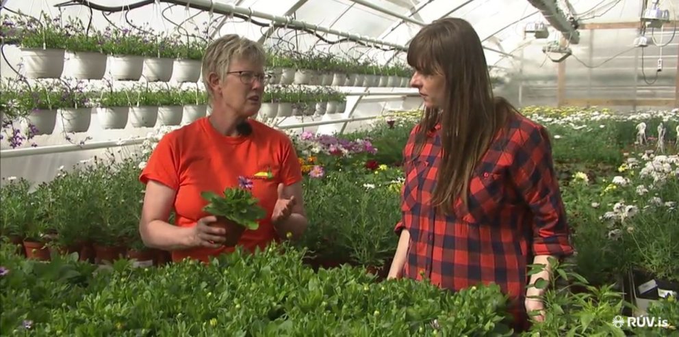 Katrín Ásgrímsdóttir og Þórgunnur Oddsdóttir ræða saman í gróðurhúsi hjá Sólskógum.