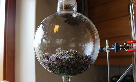 Hráefni, í þessu tilfelli blóðberg, komið í eimingartækin, tilbúið til eimingar.