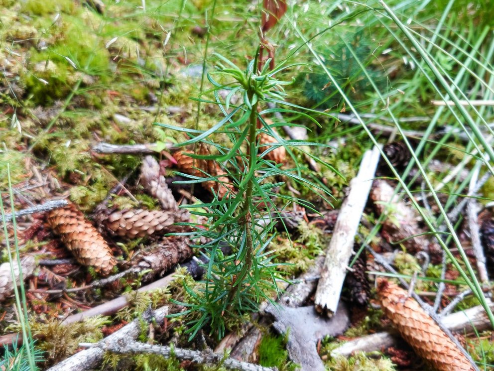 Ein af nýfundnu sáðplöntunum af degli í Stálpastaðaskógi. Ljósmynd: Jón Auðunn Bogason
