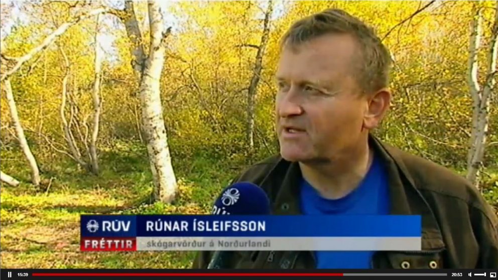 Eitt besta skógræktarsumarið í langan tíma