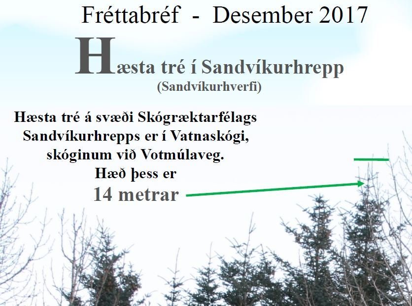 Meðal efnis í nýútkomnu fréttabréfi Skógræktarfélags Sandvíkurhrepps eru mælingar á hæstu trjám á st…