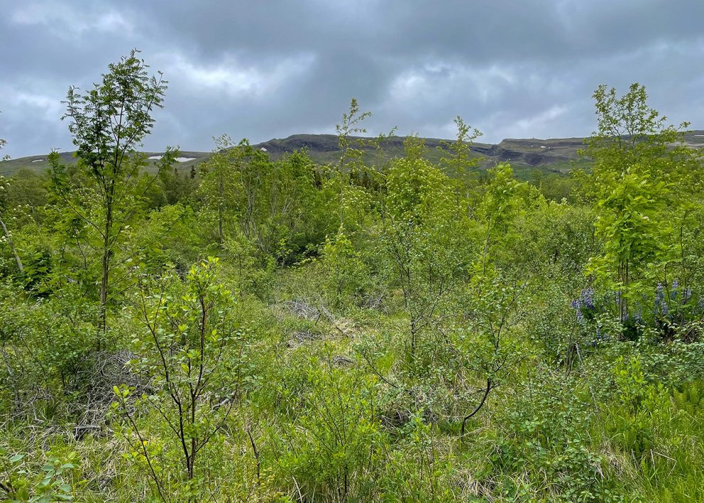 „Ef ætlunin er að rækta skóg einhverra annarra tegunda efir fellingu lerkiskógar er rétt að hafa hra…
