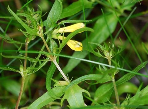 Engjakambjurt í Vaglaskógi. Mynd: Hörður Kristinsson.