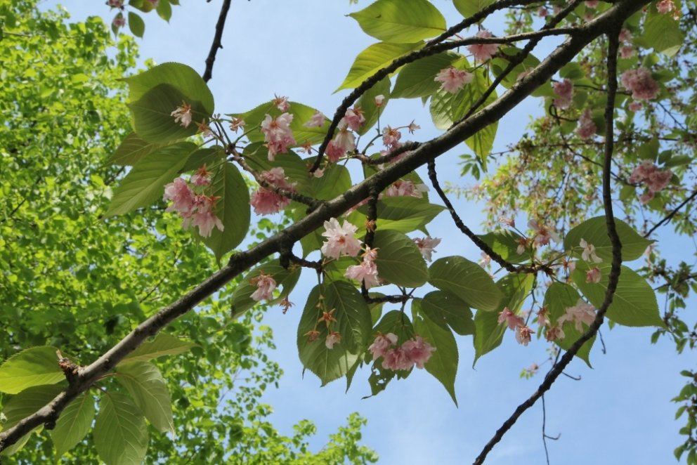 Eplatré í blóma í mið-evrópskum skógi.