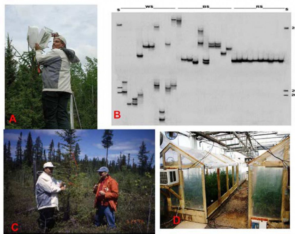 A. Stýrð frævun á svartgreni í Petawawa-tilraunaskóginum til að búa til F3-afkvæmi.
B. DNA-„fingraf…