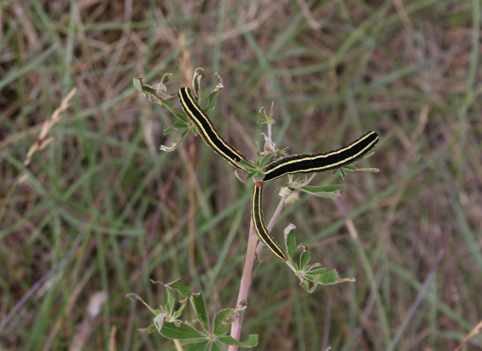 Ertuyglulirfur að éta lúpínu. Svo virðist sem eldri lúpínubreiður séu veikari fyrir skordýrafaröldru…